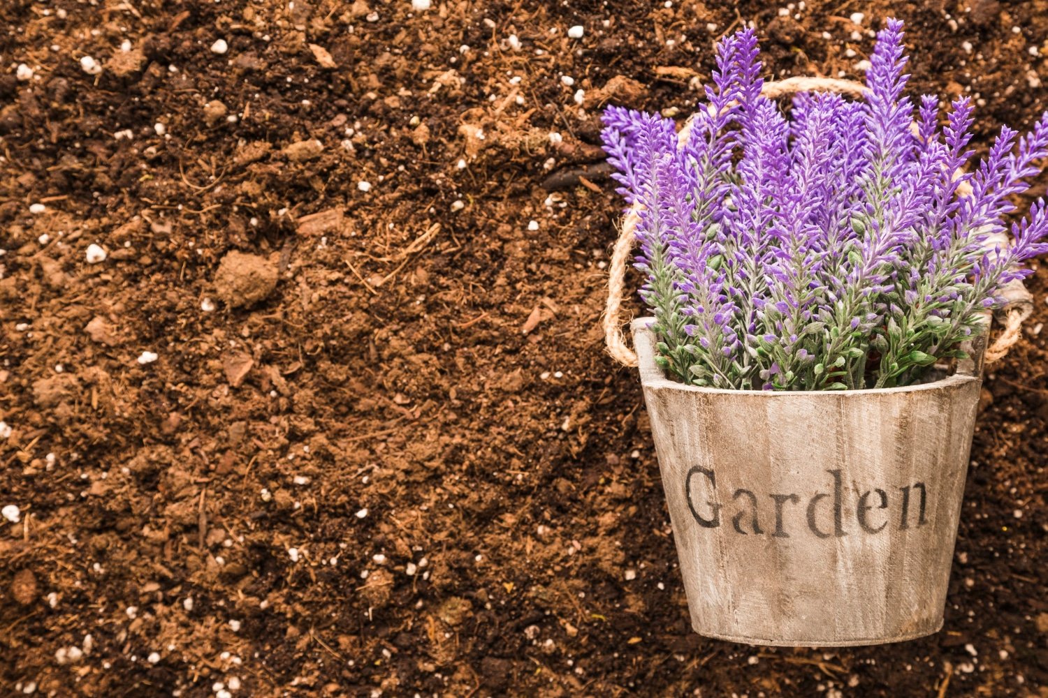 Crocus Your Gardening Inspiration Source