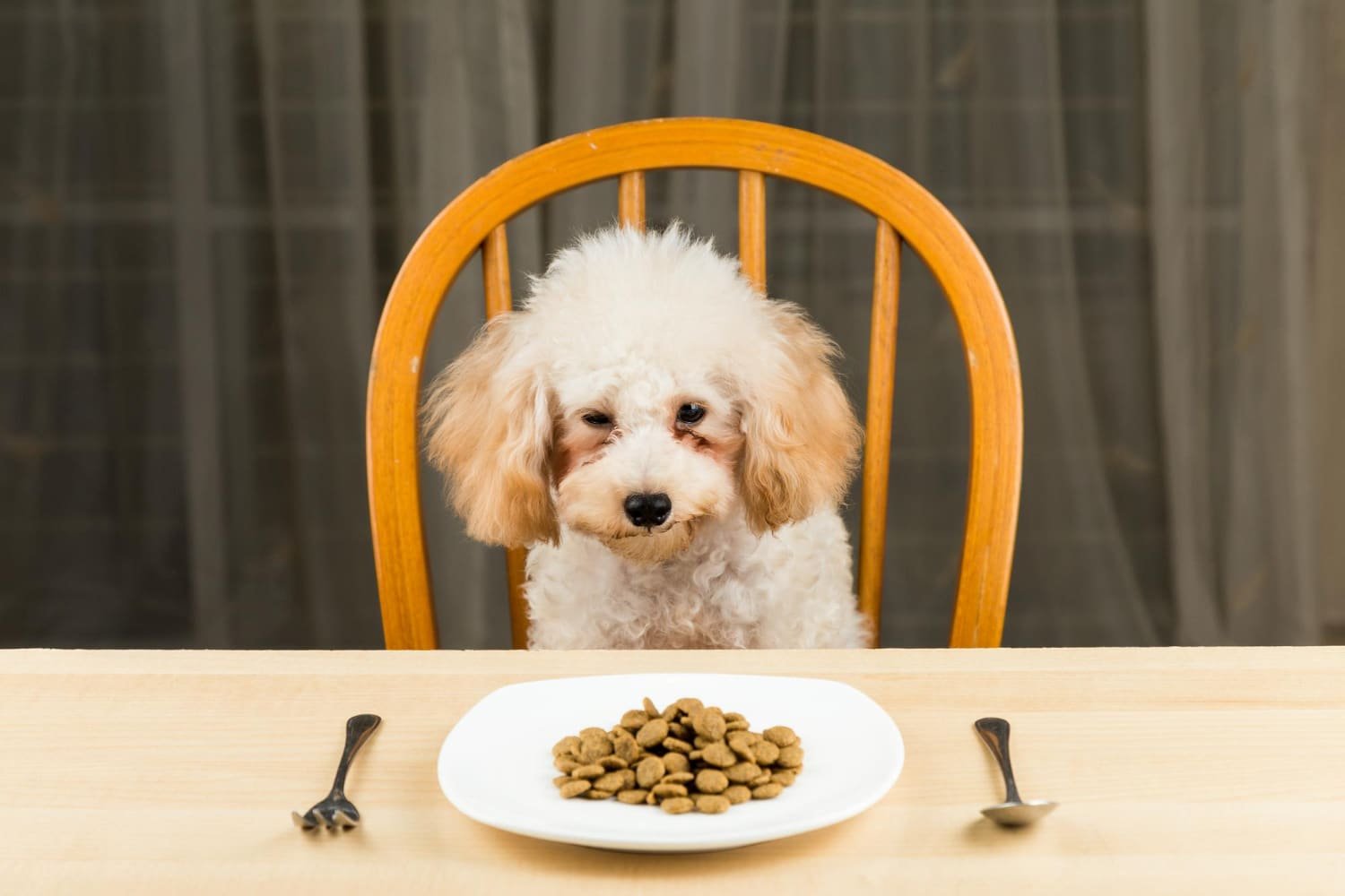 Read more about the article Pet Plate Fresh Meal Service for Pets