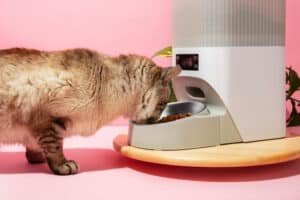 Read more about the article Litter-Robot The Future of Cat Care