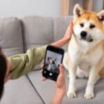 Keeping Pets Safe with SpotOn Virtual Fence's Latest Technology