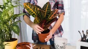 Read more about the article The Sill Plants and Pots for Green Thumbs