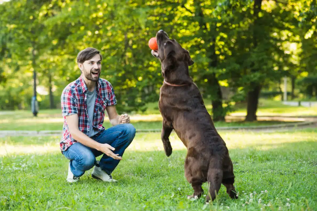 Train Your Pet Efficiently With Diggs.pet’s Innovative Dog Training Products