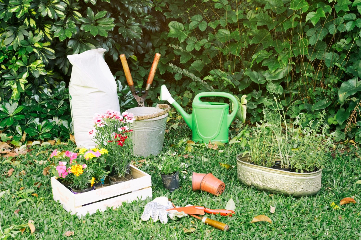 Garden Beauty with Sarah Raven: Plants and Gardening Supplies for a Blooming Garden in 2024