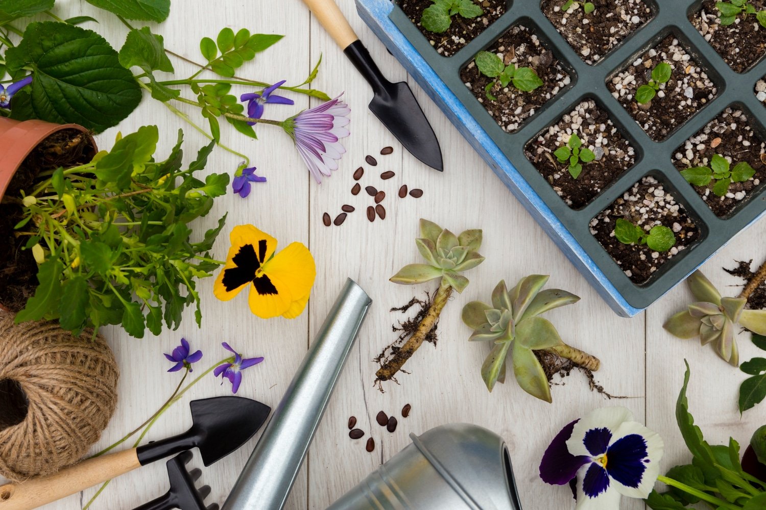 Read more about the article Grow Your Own: Seed’s 2024 Sustainable Gardening Kits