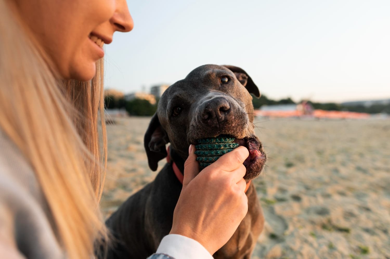 Read more about the article Pet Safety: Halo Collar’s 2024 GPS Smart Collars for Dogs