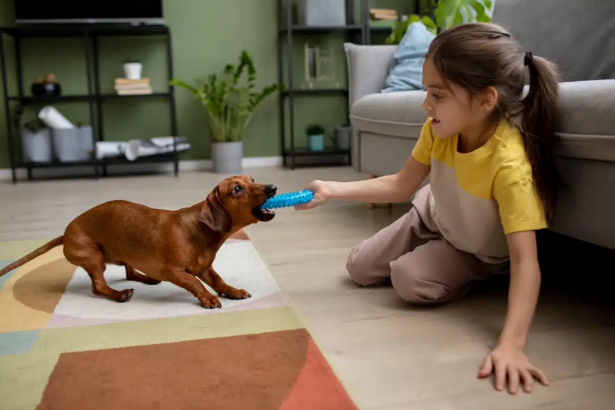 Stay Active with Cheerble’s Interactive Pet Toys