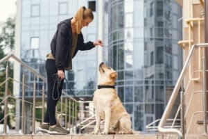 Read more about the article Train Your Dog Like A Pro With Prodog’s Advanced Techniques