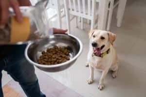 Read more about the article Feed Your Pets The Best With WeFeedRaw’s Raw Pet Food Delivery Service