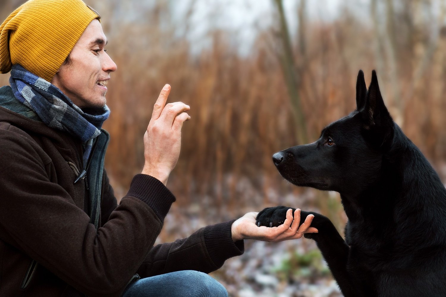 Keep Your Pet Safe with Whistle: GPS and Activity Trackers for Dogs in 2024