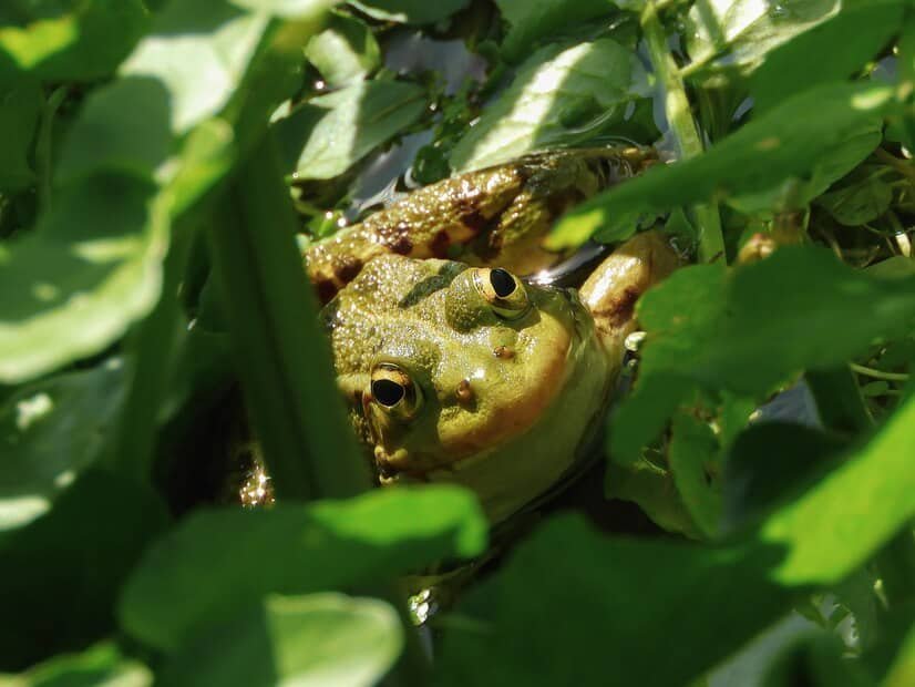Frog Hollow Farm's Organic Harvests
