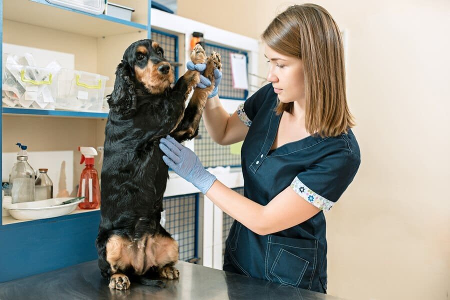 Pet Health Simplified with Pet Chemist Online: Veterinary Products Delivered in 2024
