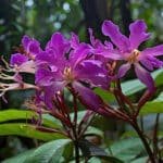 Grow Beautiful Orchids With Orchideen Klusmann DE