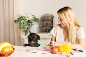 Read more about the article Superior Care Pet: The Best Organic Pet Food and Supplements for a Healthier Pet